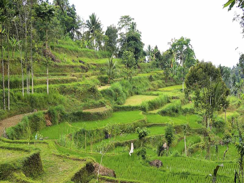 Read more about the article Tetebatu Lombok Guide: Rice Terraces