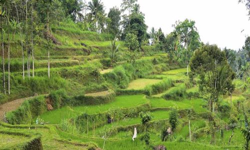 Tetebatu Lombok Guide: Rice Terraces